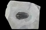 Calymene Niagarensis Trilobite - New York #99015-1